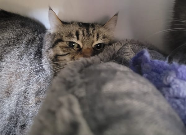 Minette