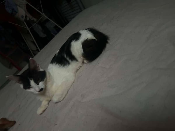 Meli