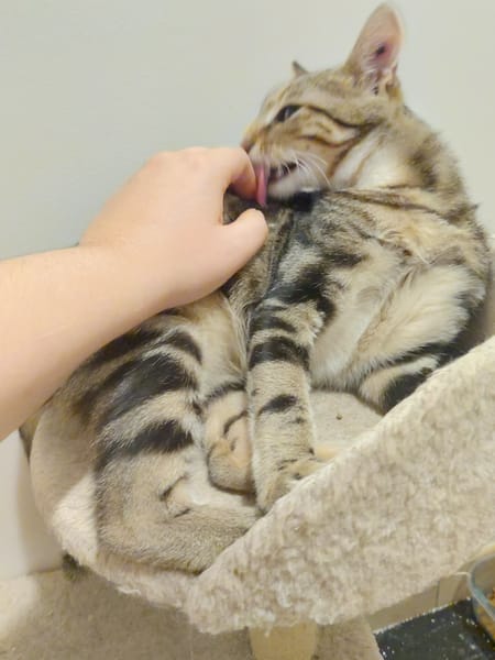 Catimini