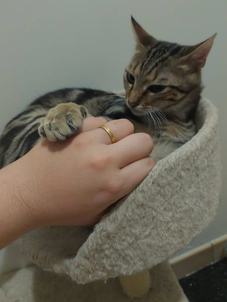 Catimini