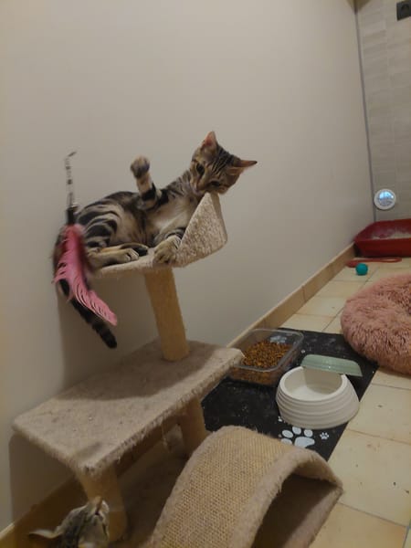 Catimini