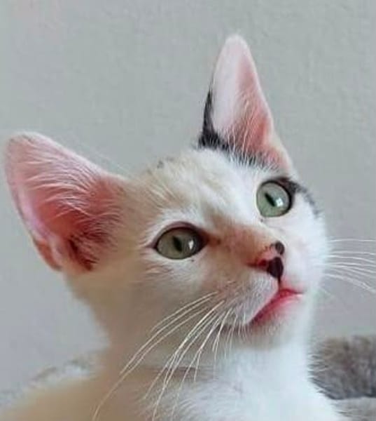 YUKI