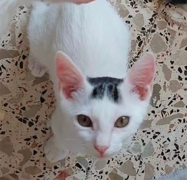 SUGAR
