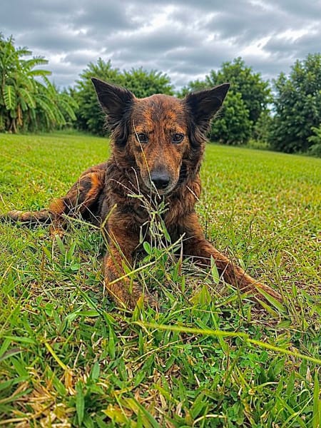Zelda la câline