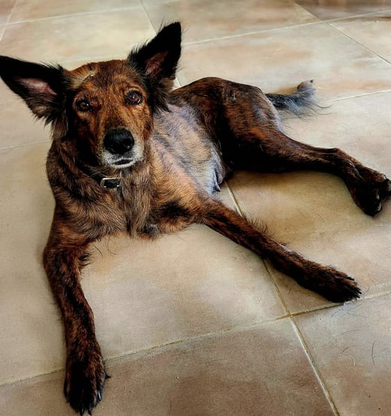 Zelda la câline