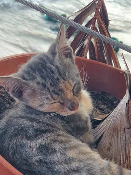 Lucie