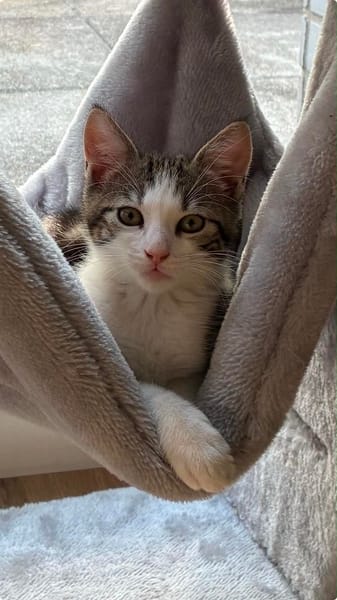 Loki
