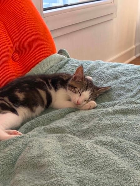 Loki