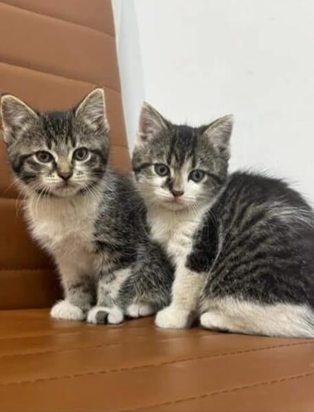 Suki & Suri Verspielte Geschwister suchen  Familie