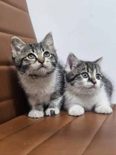 Suki & Suri Verspielte Geschwister suchen  Familie