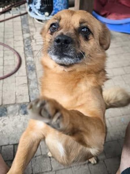 🐾 Teddy sucht sein Für-immer-Zuhause 🐾