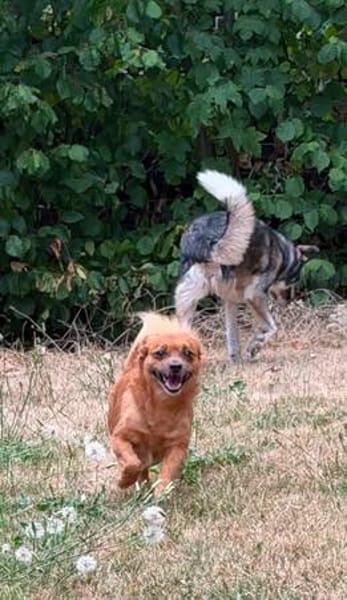 🐾 Teddy sucht sein Für-immer-Zuhause 🐾