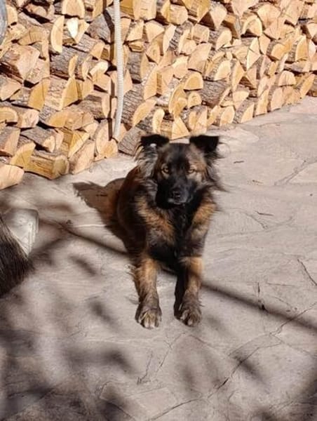Jack, hübscher Mischlingsrüde
