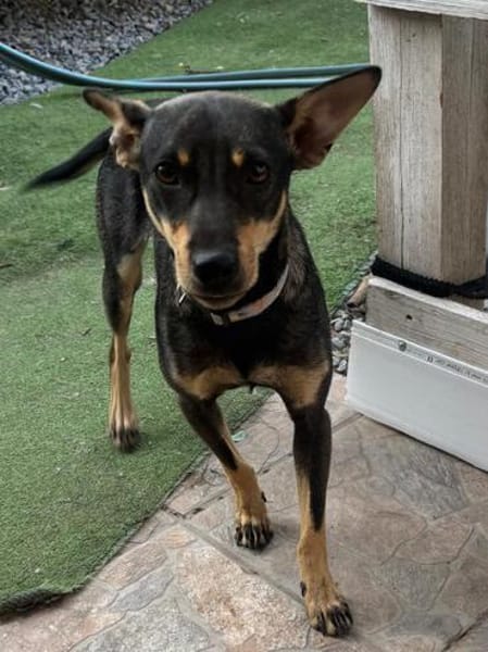 Erna, tolle Pinscher Hündin
