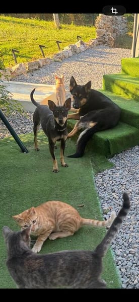 Erna, tolle Pinscher Hündin