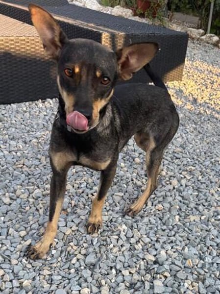 Erna, tolle Pinscher Hündin