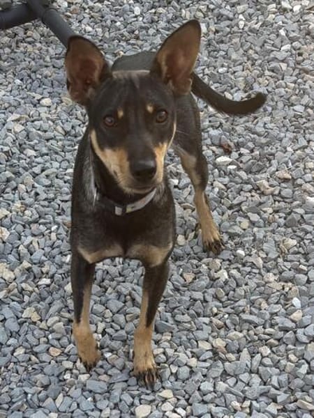 Erna, tolle Pinscher Hündin