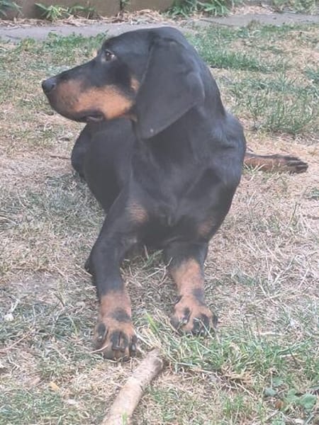 Emil sucht seine Familie 🏡🐾