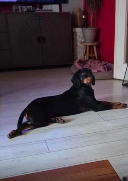 Emil sucht seine Familie 🏡🐾