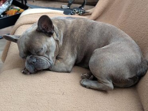 Charly, französische Bulldogge, 4 Jahre, sucht sein Paradies