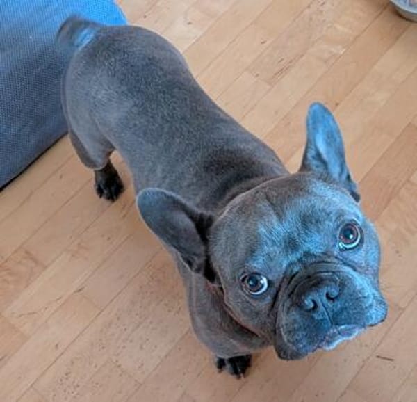 Charly, französische Bulldogge, 4 Jahre, sucht sein Paradies