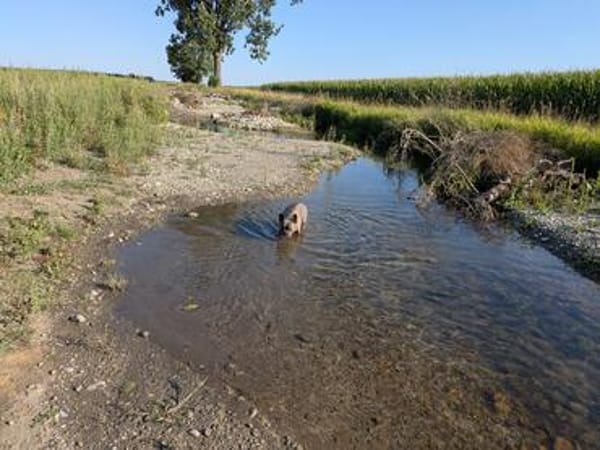 Charly, französische Bulldogge, 4 Jahre, sucht sein Paradies