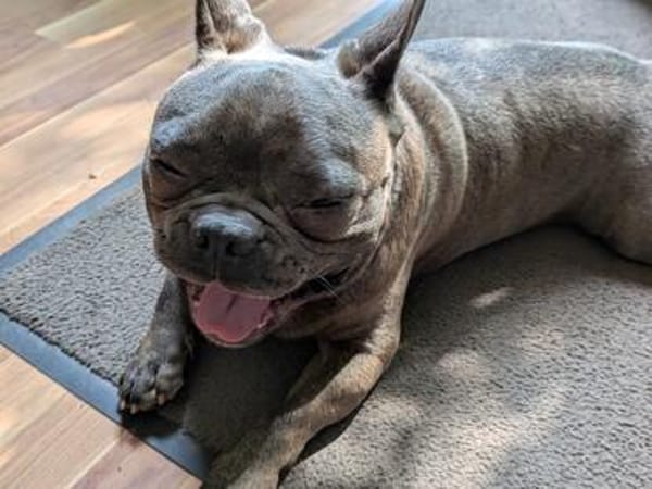 Charly, französische Bulldogge, 4 Jahre, sucht sein Paradies