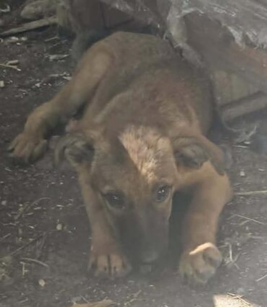 Welpenmädchen Aska sucht Familie