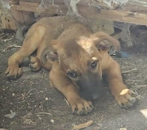 Welpenmädchen Aska sucht Familie