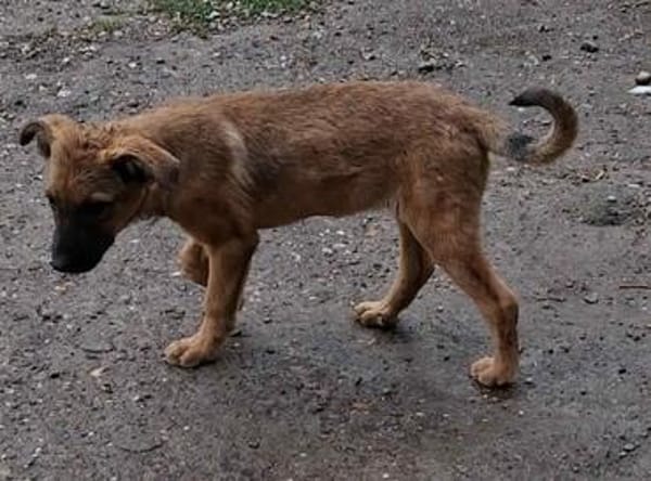 Welpenmädchen Aska sucht Familie