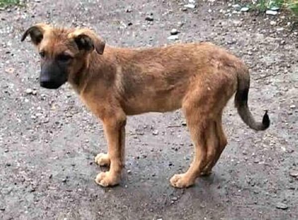 Welpenmädchen Aska sucht Familie