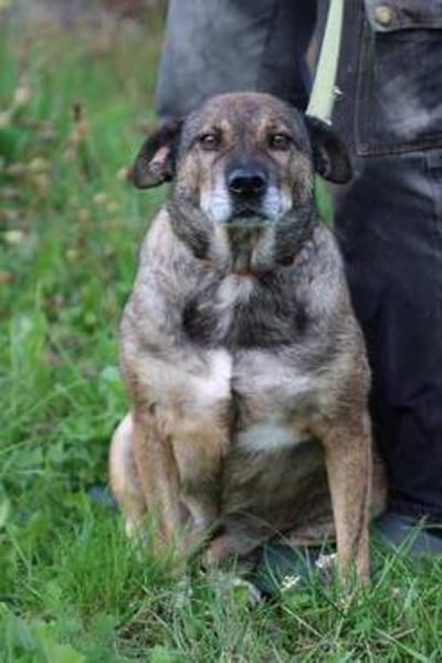 Bella - liebe, verschmuste Traumhündin