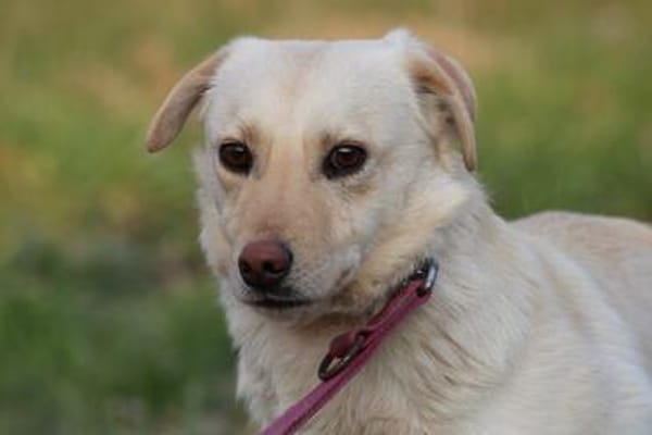 Camaro - freundlicher Familienhund