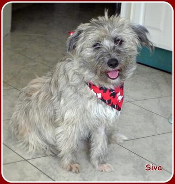 ❤ Siva: lustige & freundliche Familienhündin