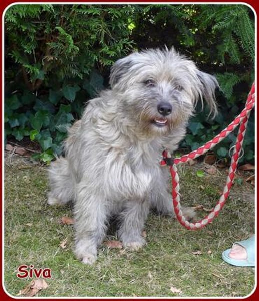 ❤ Siva: lustige & freundliche Familienhündin