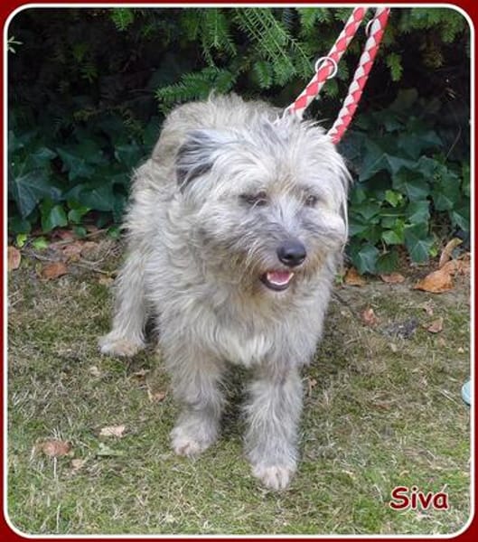 ❤ Siva: lustige & freundliche Familienhündin