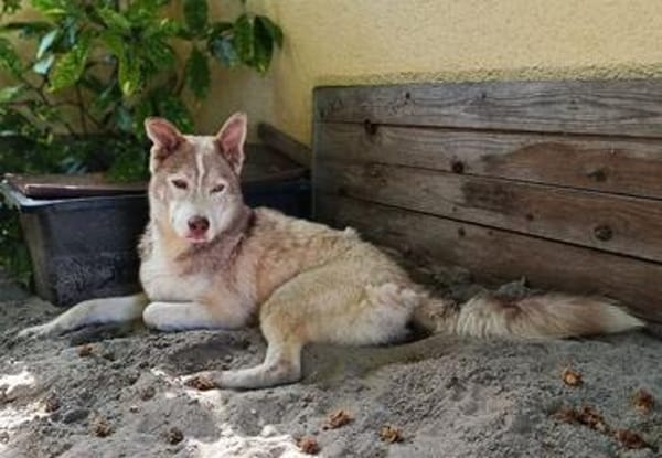 Traumhund BEN sucht liebevolles Zuhause