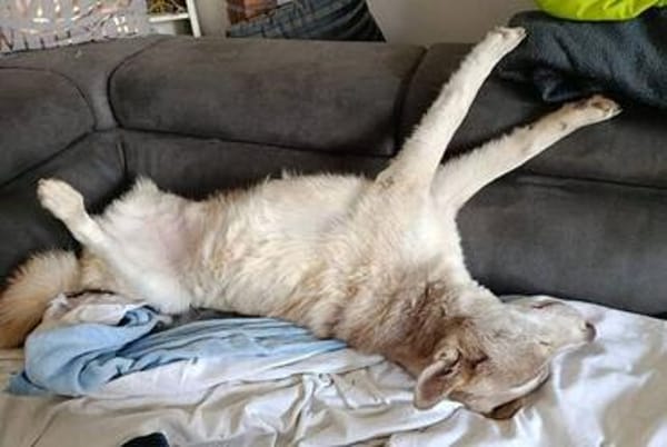 Traumhund BEN sucht liebevolles Zuhause