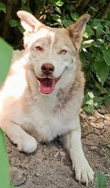 Traumhund BEN sucht liebevolles Zuhause