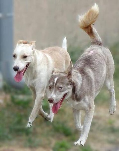Traumhund BEN sucht liebevolles Zuhause