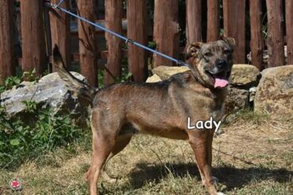 LADY
