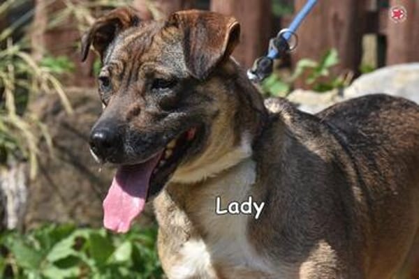 LADY