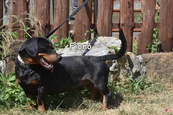 FIONO