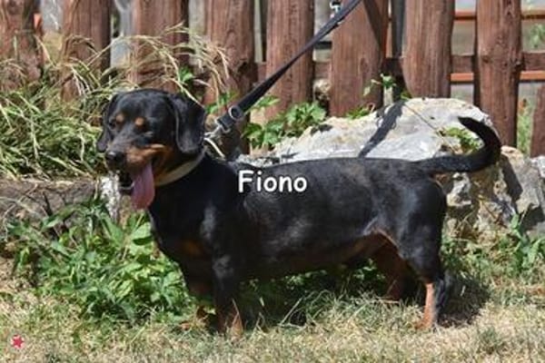 FIONO