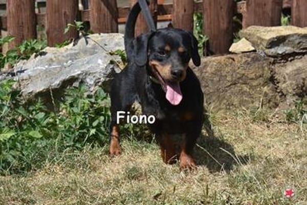FIONO