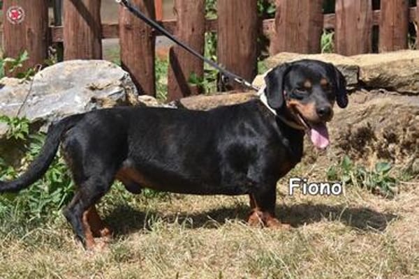 FIONO