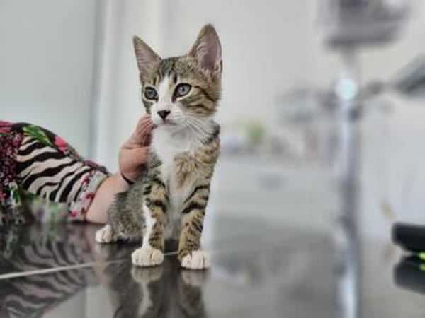 Kya & Koyo suchen gemeinsam ein Zuhause