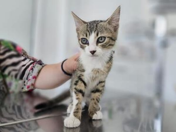 Kya & Koyo suchen gemeinsam ein Zuhause
