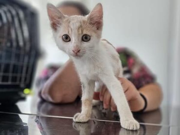 Kya & Koyo suchen gemeinsam ein Zuhause
