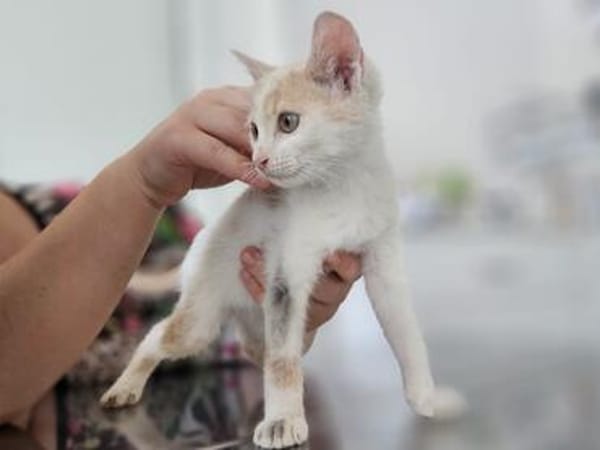Kya & Koyo suchen gemeinsam ein Zuhause